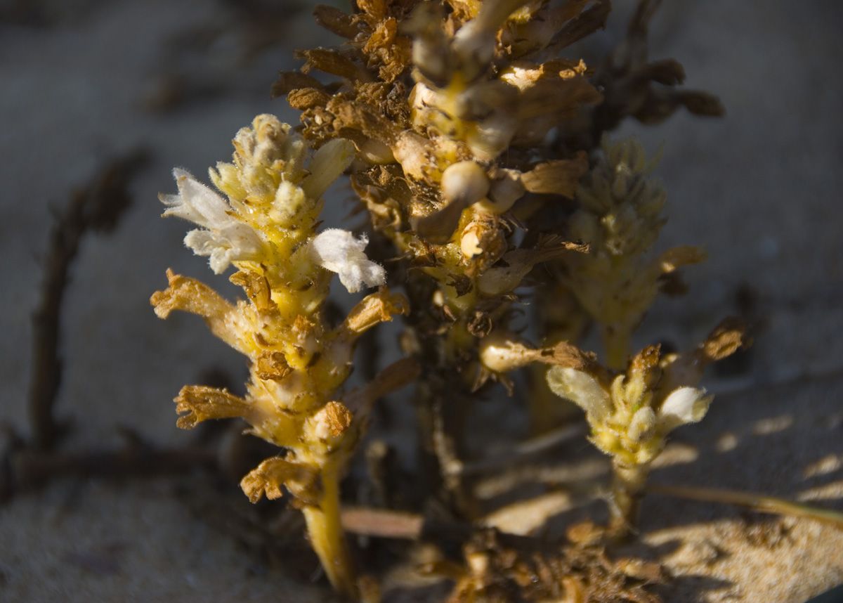 31 Orobanche portus-illicitanus