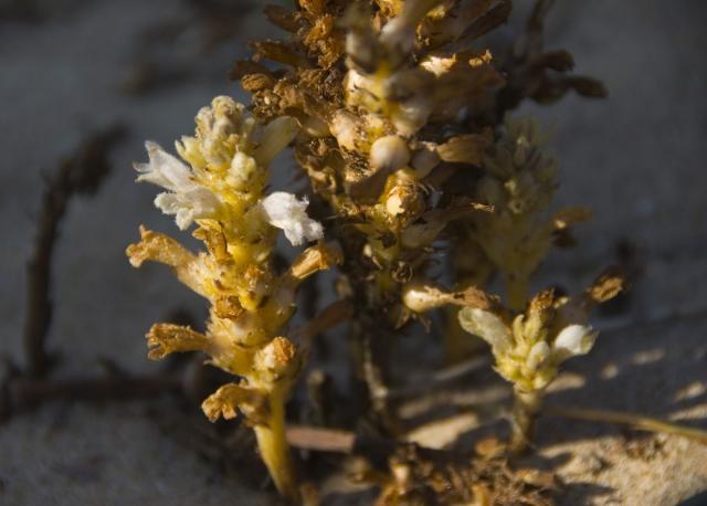 31 Orobanche portus-illicitanus