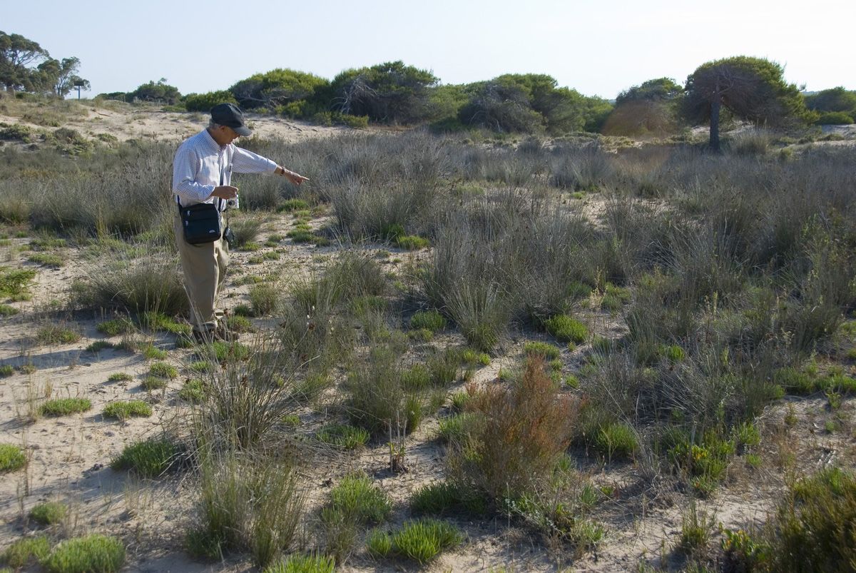 34 En la microrreserva de les Dunes del Pinet