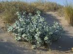 38 Eryngium maritimum