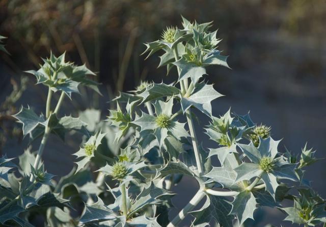 39 Eryngium maritimum