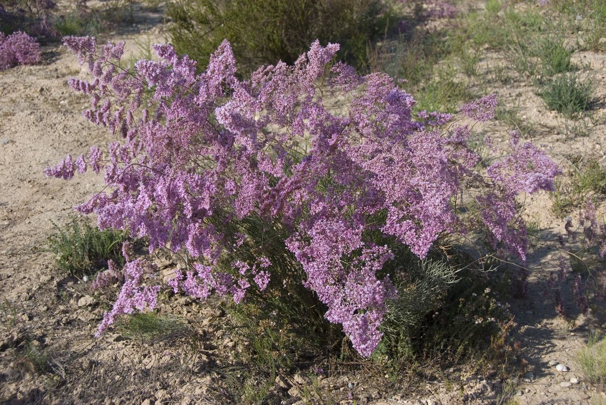 08 Limonium caesium