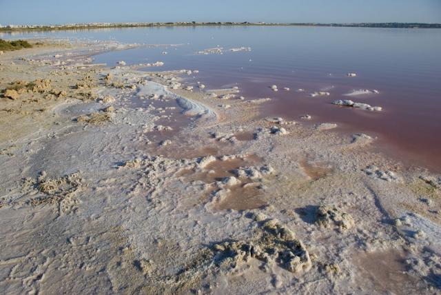 050 En la Laguna de Torrevieja