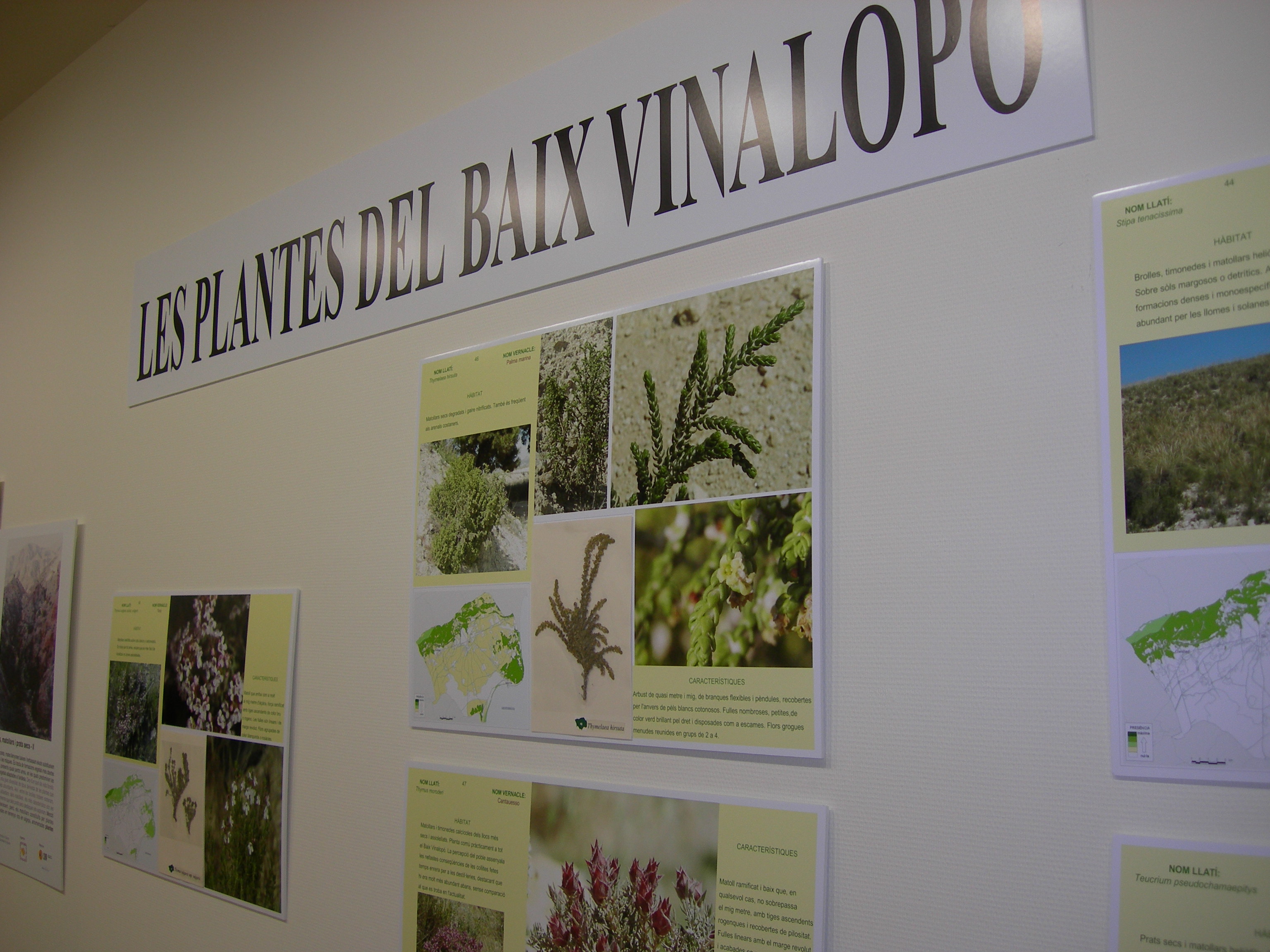 plantes_vinalopo_1