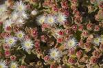 15 Mesembryanthemum crystallinum